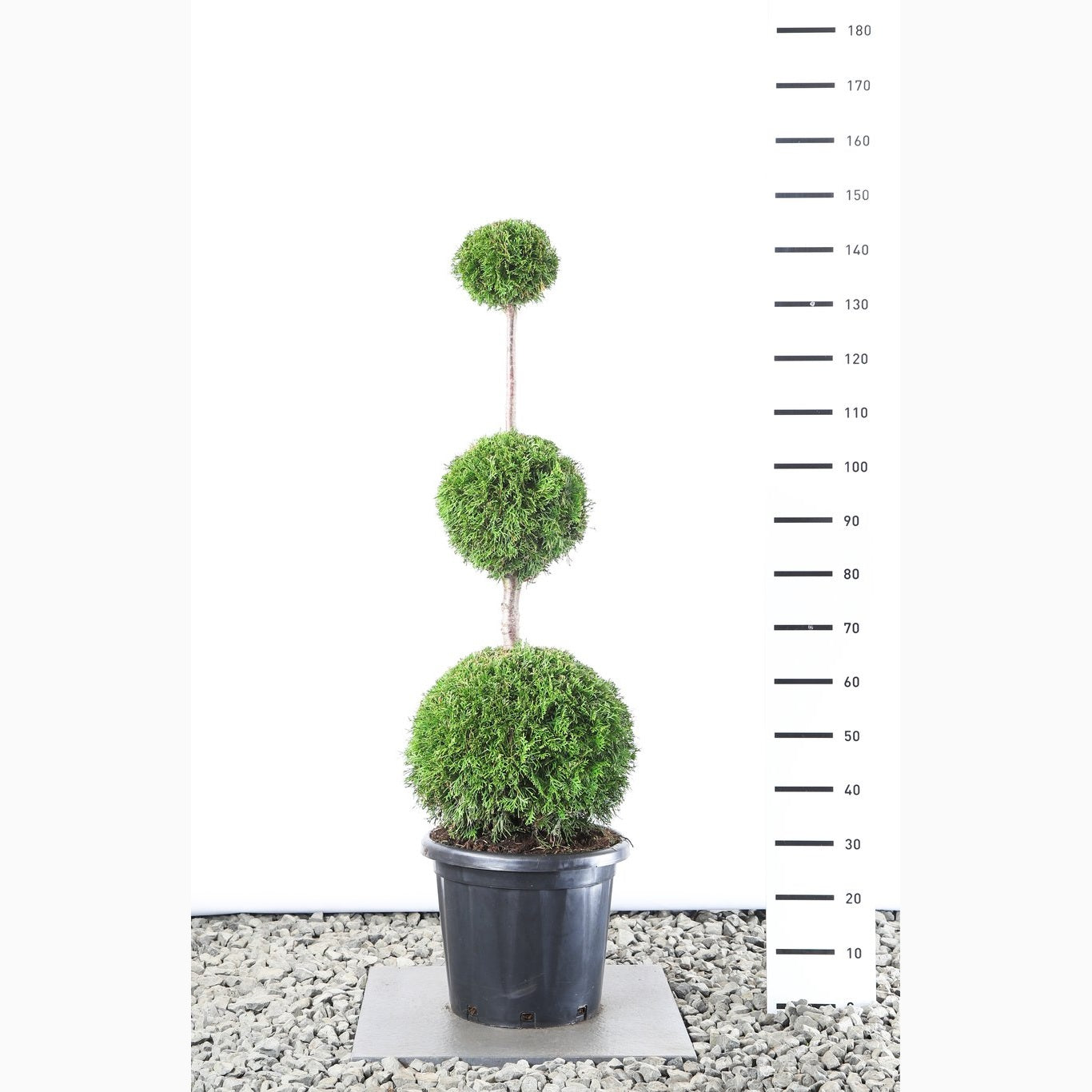 Thuja – Thuja occidentalis 'Smaragd' - 100-120 CM TRIOBOL Cont.